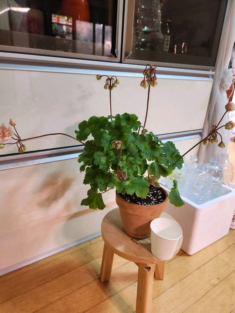 레오나갤럭시 제라늄--2