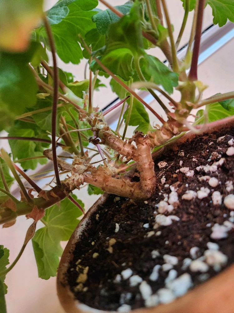 레오나갤럭시 제라늄--3