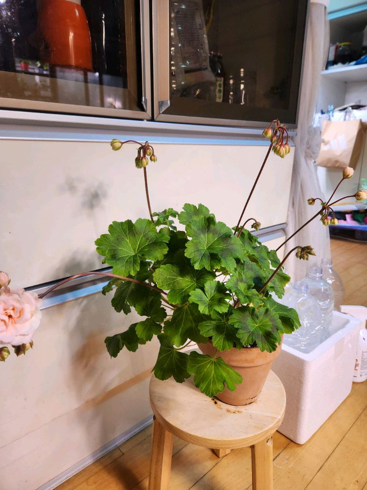 레오나갤럭시 제라늄--4