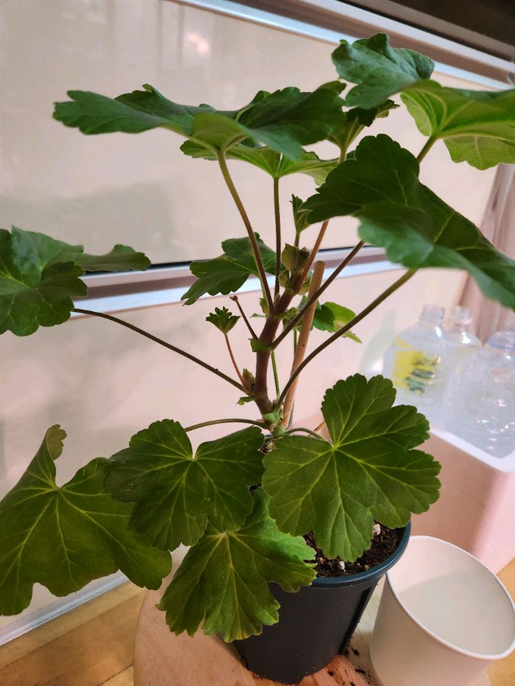 레오나갤럭시 제라늄--1