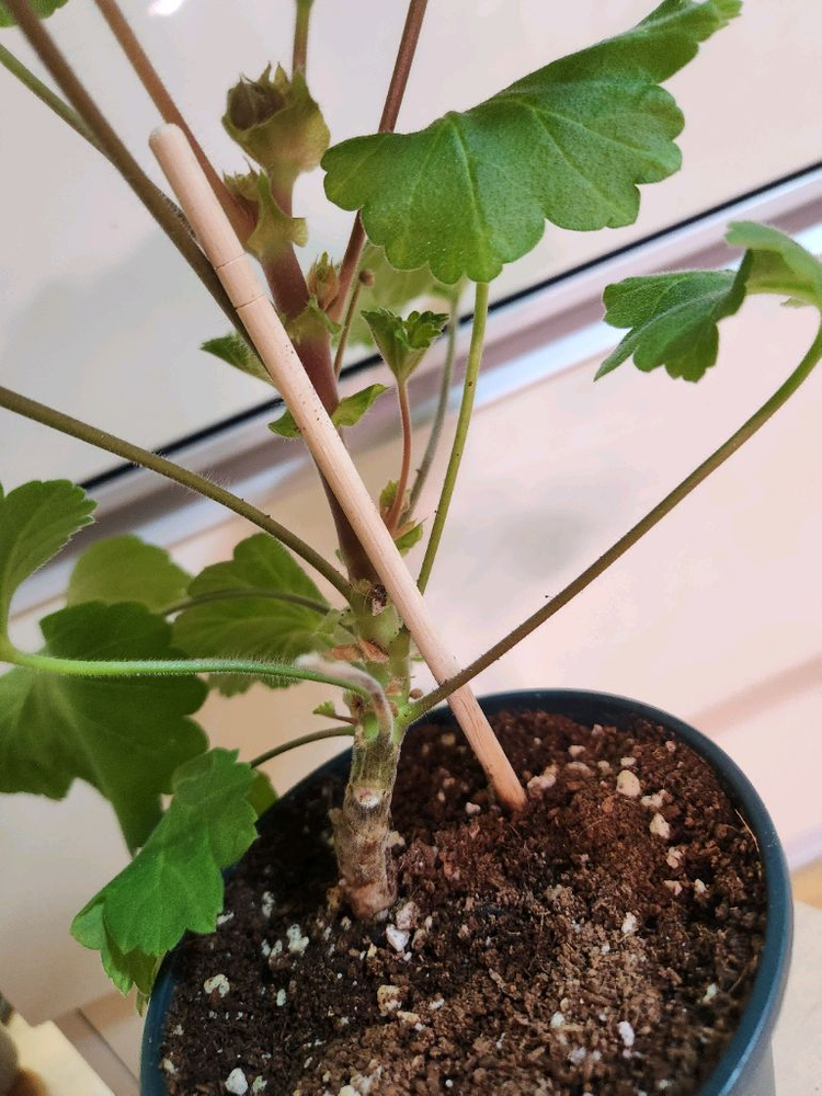 레오나갤럭시 제라늄--3