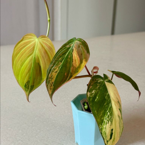 필로덴드론 핑크미칸 바리에가타