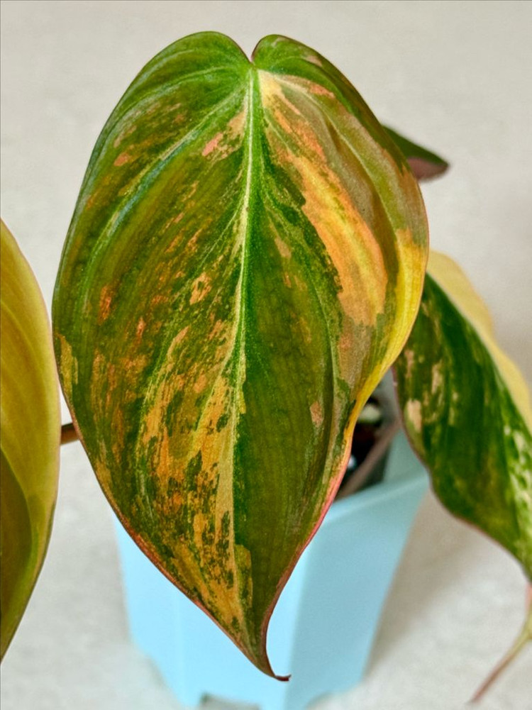 필로덴드론 핑크미칸 바리에가타--1