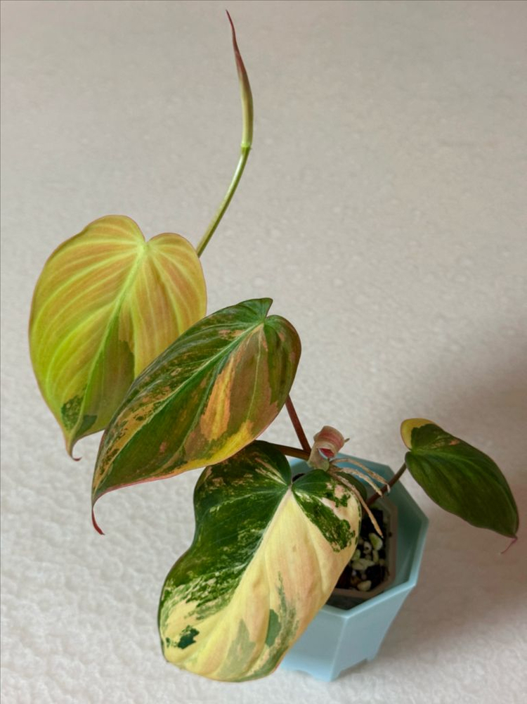 필로덴드론 핑크미칸 바리에가타--2