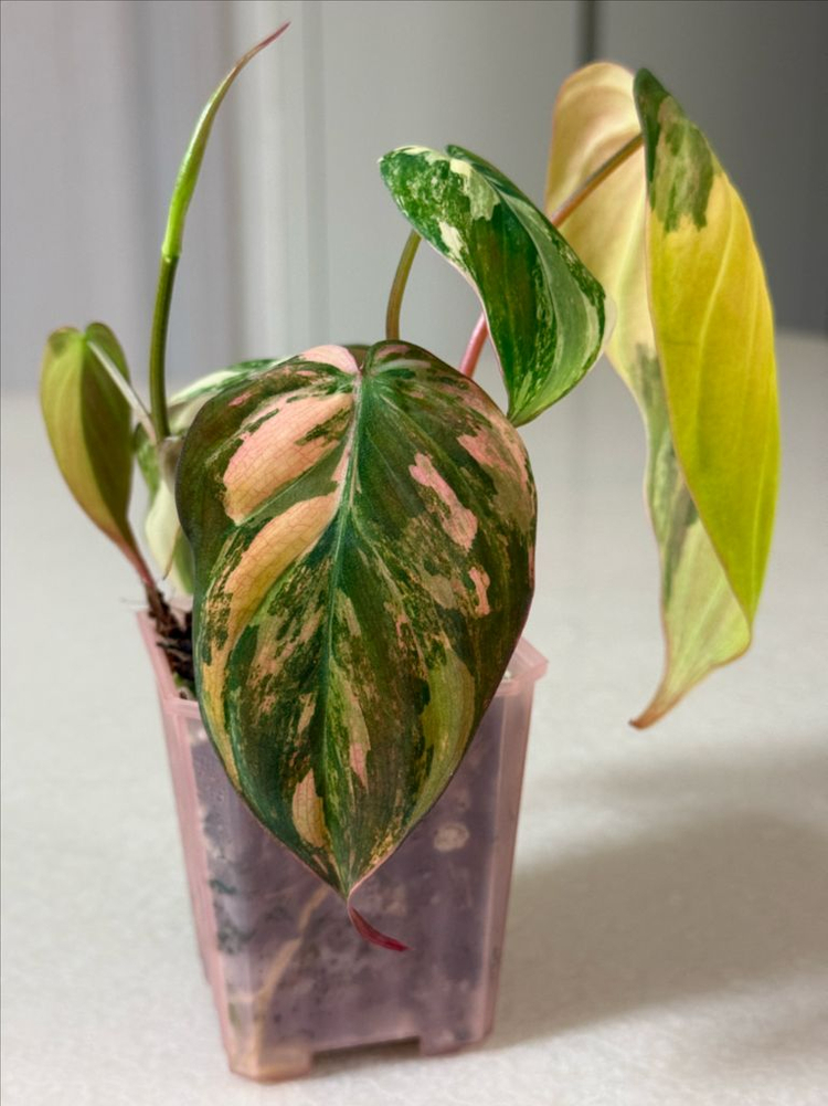 필로덴드론 핑크미칸 바리에가타--4