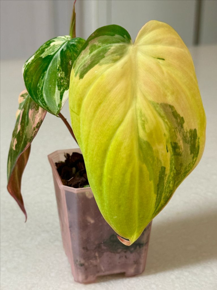 필로덴드론 핑크미칸 바리에가타--3