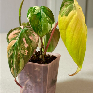 필로덴드론 핑크미칸 바리에가타