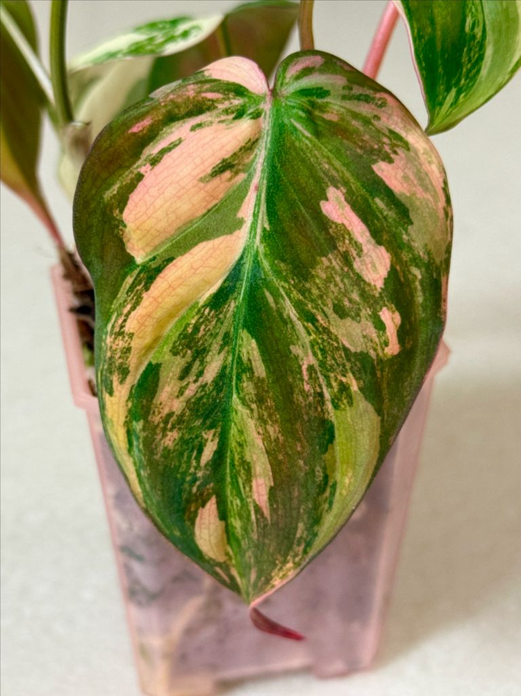 필로덴드론 핑크미칸 바리에가타--1