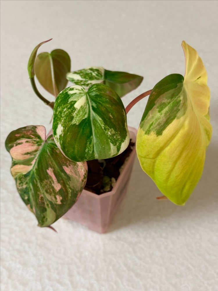 필로덴드론 핑크미칸 바리에가타--2