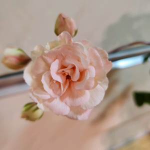 레오나갤럭시 제라늄