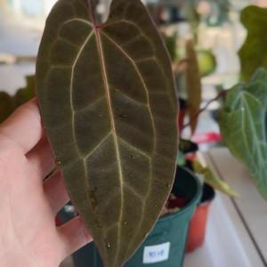 안스리움 레드스파이der x 베쎄 하이브리드 이미지