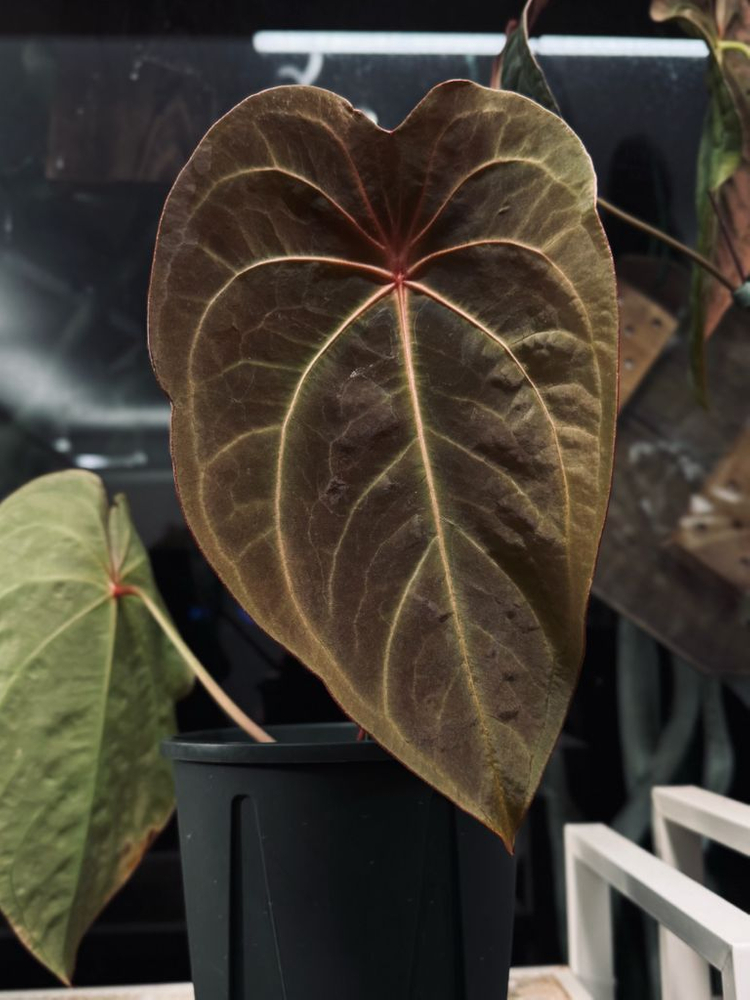 안스리움 레드스파이der x 베쎄 하이브리드 이미지