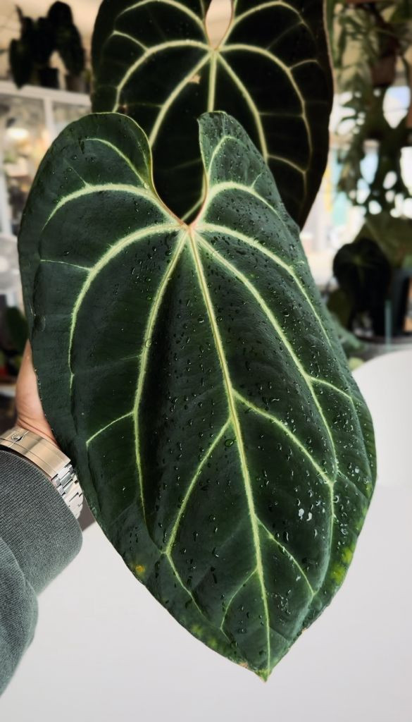 안스리움 레드스파이der x 베쎄 하이브리드 이미지