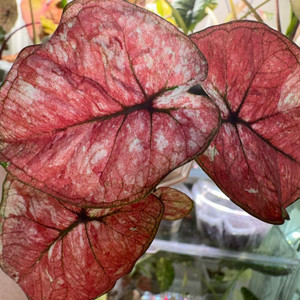 칼라디움 tuesday