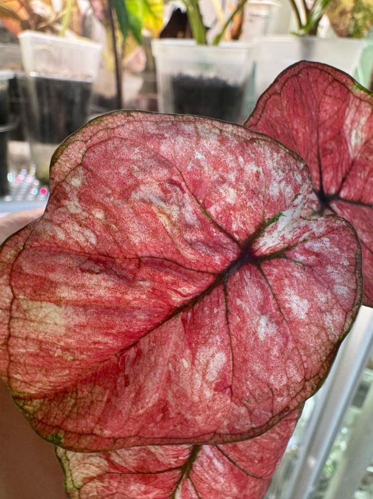 칼라디움 tuesday--1