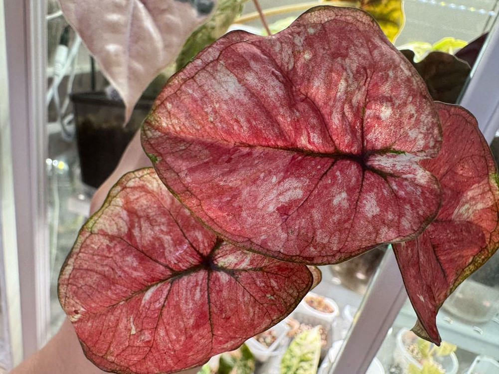 칼라디움 tuesday--2