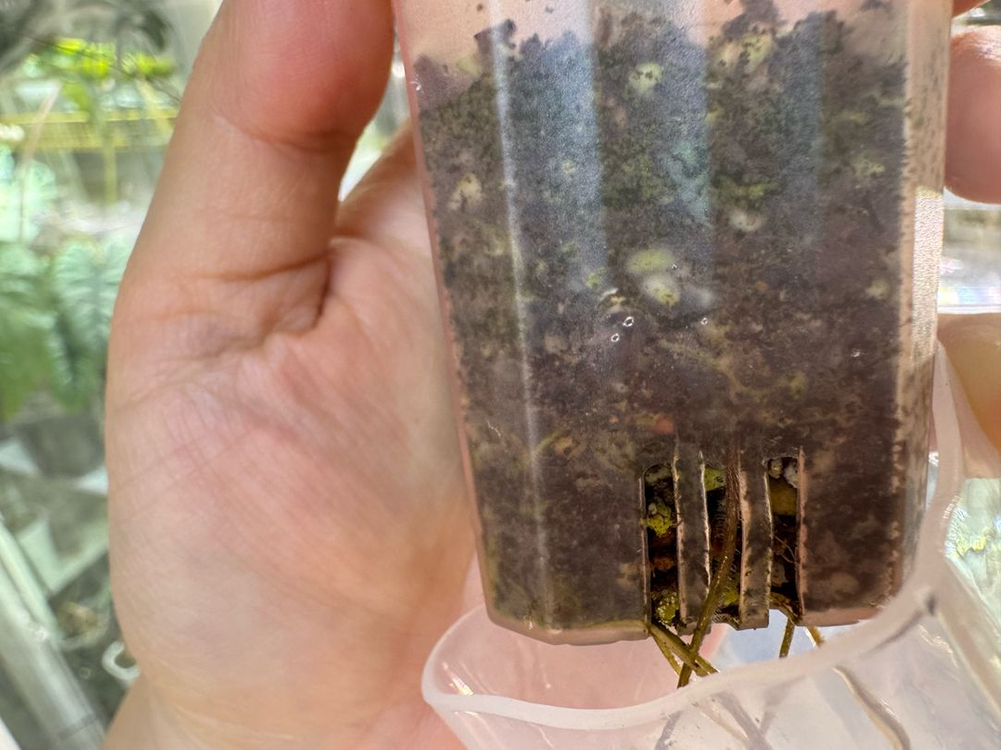 칼라디움 tuesday--3