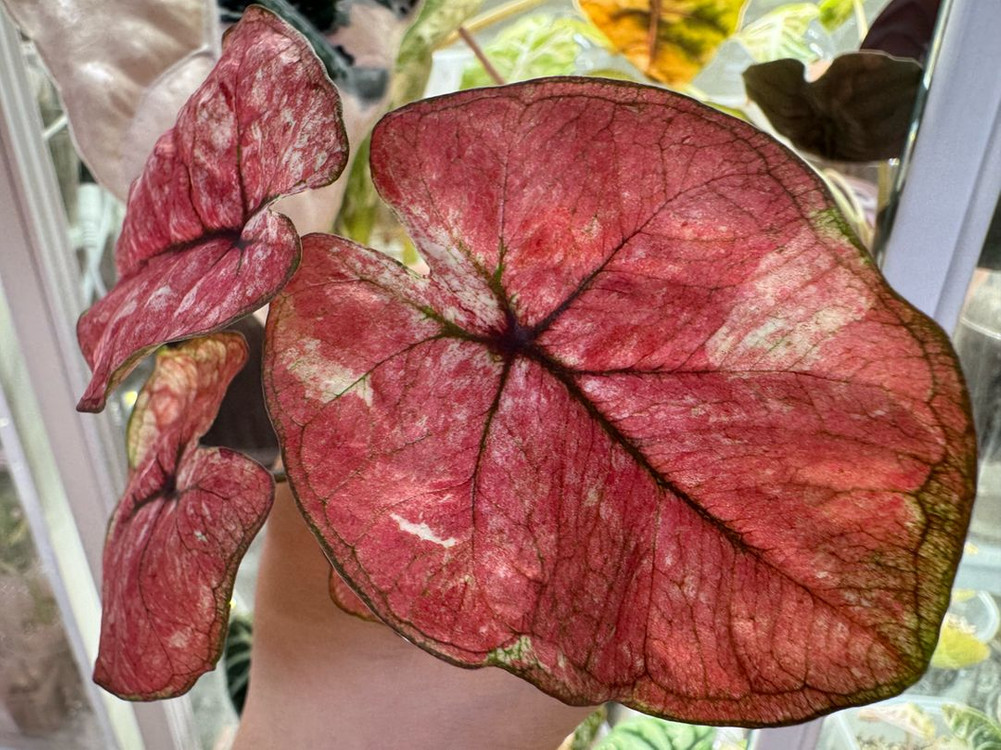 칼라디움 tuesday--4