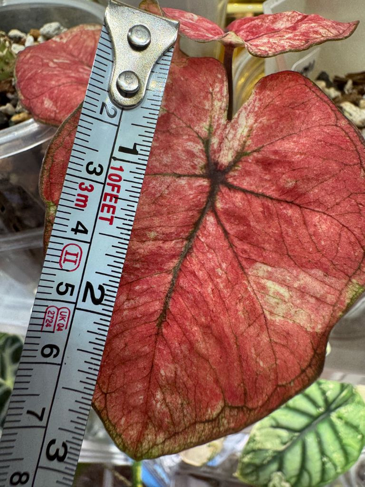 칼라디움 tuesday--6