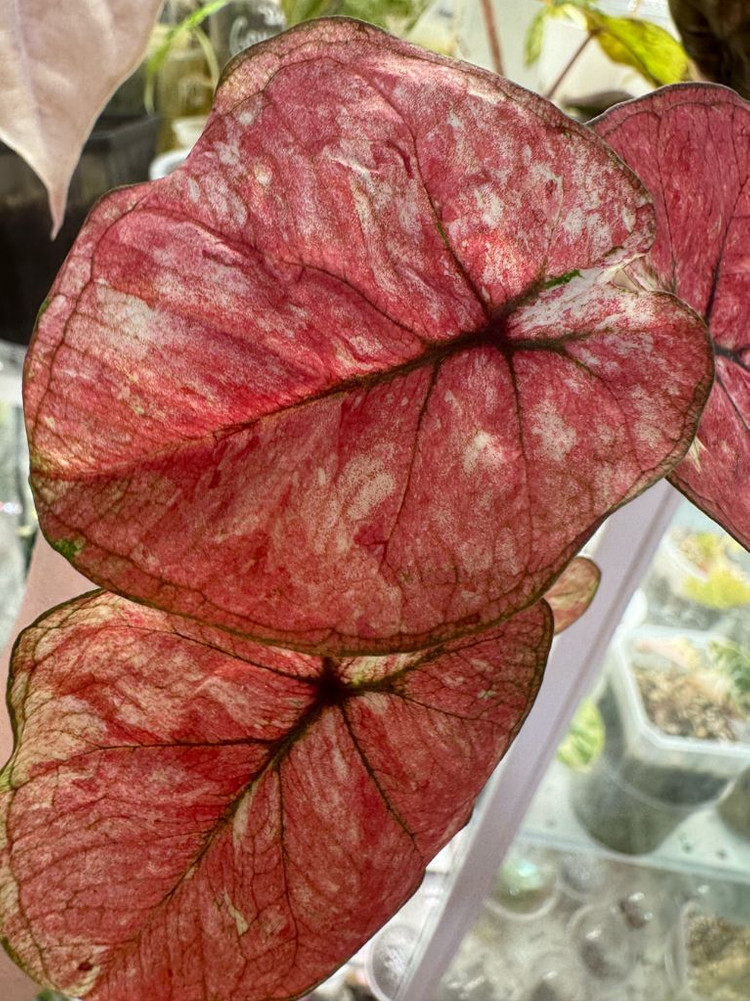 칼라디움 tuesday--7