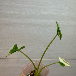 알로카시아 드래곤테일 크링클 알보 바리에가타