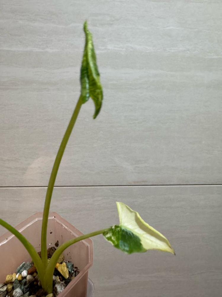 알로카시아 드래곤테일 크링클 알보 바리에가타--1