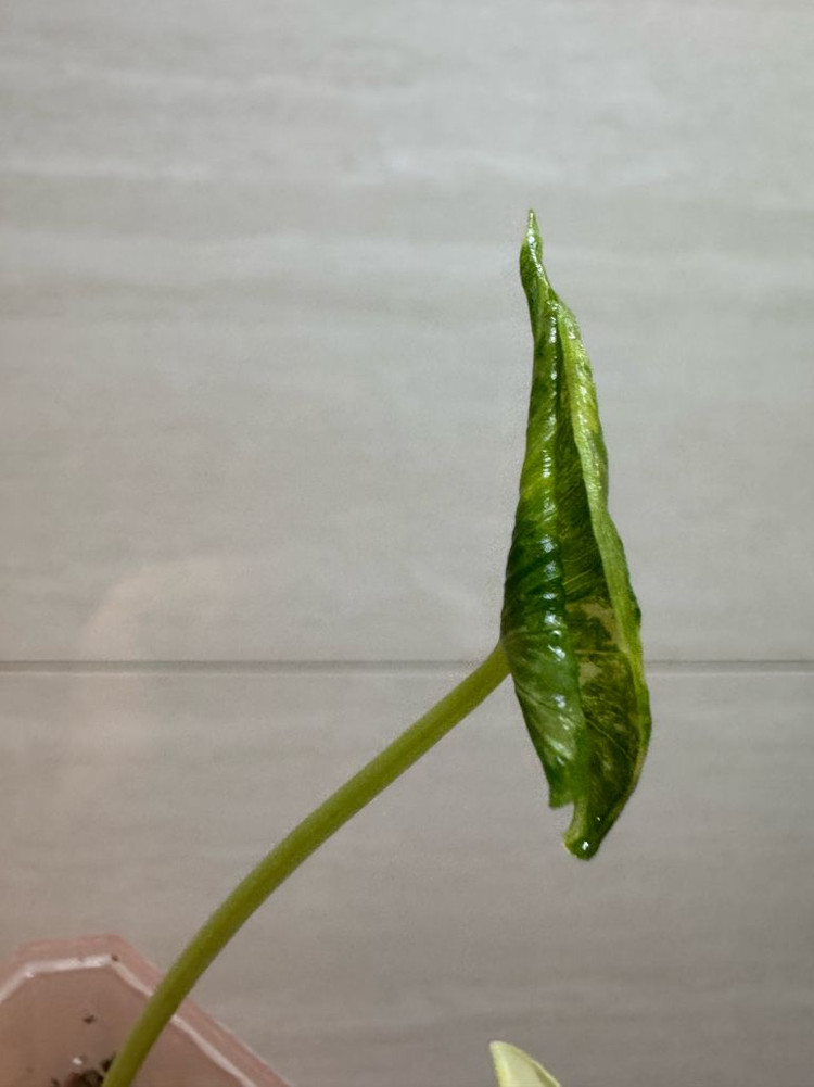 알로카시아 드래곤테일 크링클 알보 바리에가타--3