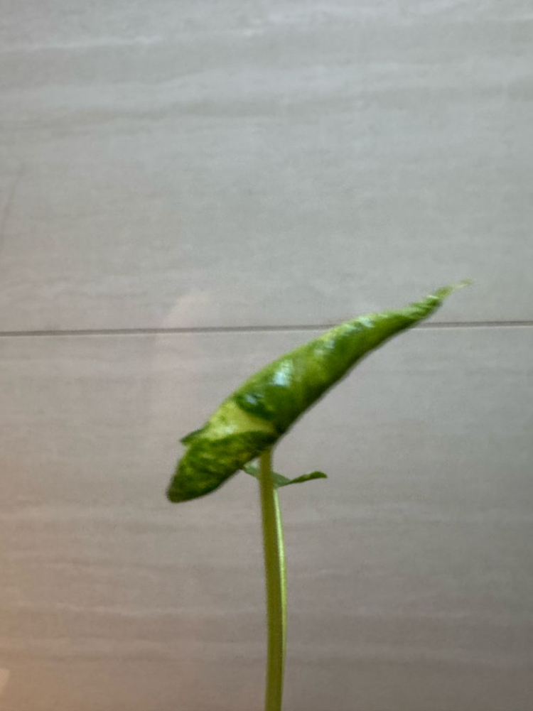 알로카시아 드래곤테일 크링클 알보 바리에가타--4