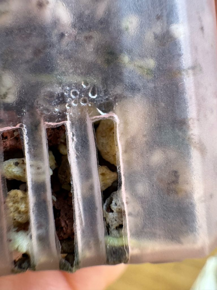 알로카시아 드래곤테일 크링클 알보 바리에가타--6