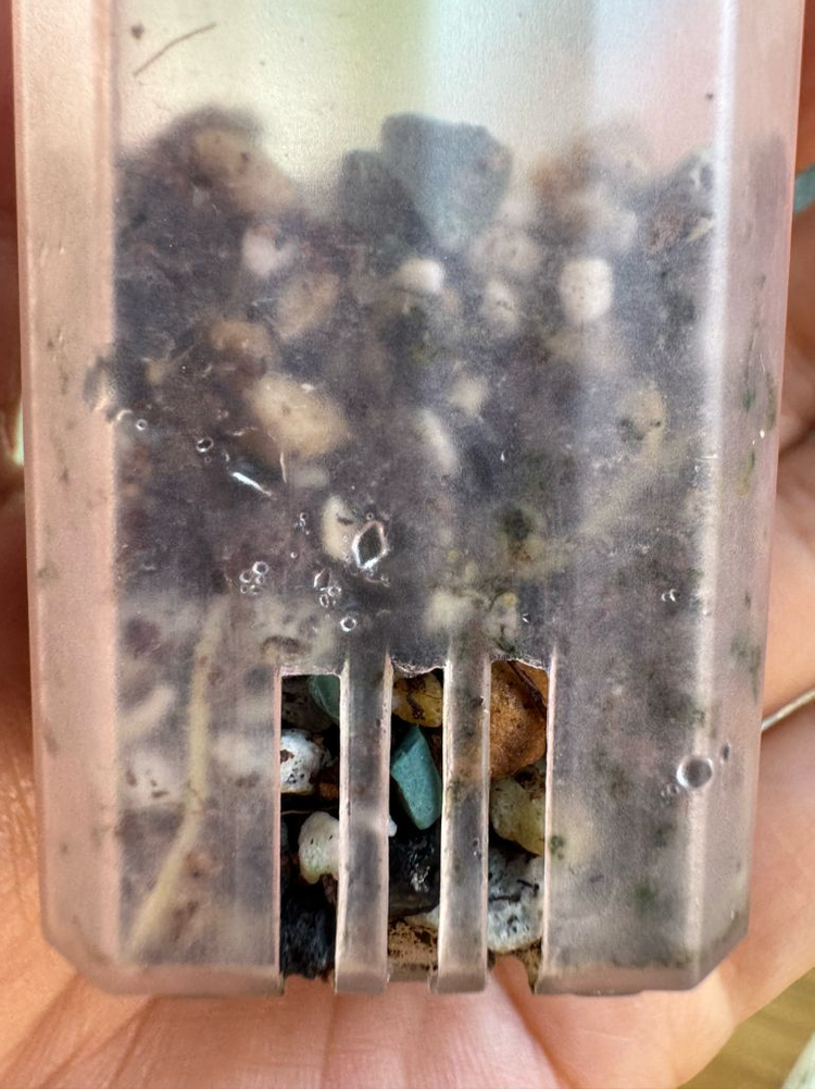 알로카시아 드래곤테일 크링클 알보 바리에가타--7