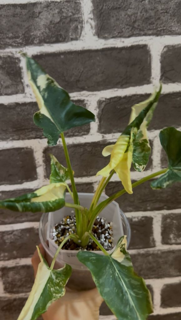 알로카시아 드래곤테일 크링클 알보 바리에가타--9