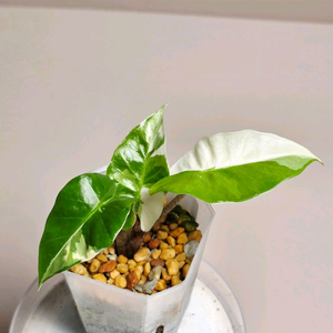 알로카시아 로우라이더 화이트