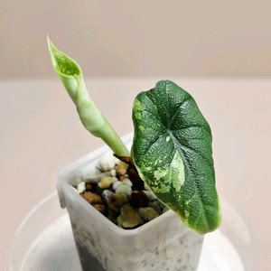 알로카시아 멜로 화이트