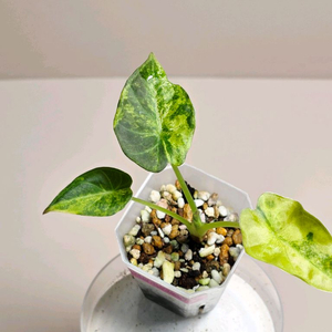 알로카시아 레갈쉴즈 옐로우