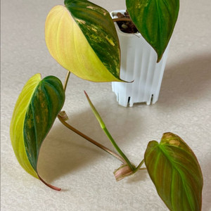 필로덴드론 핑크미칸 바리에가타