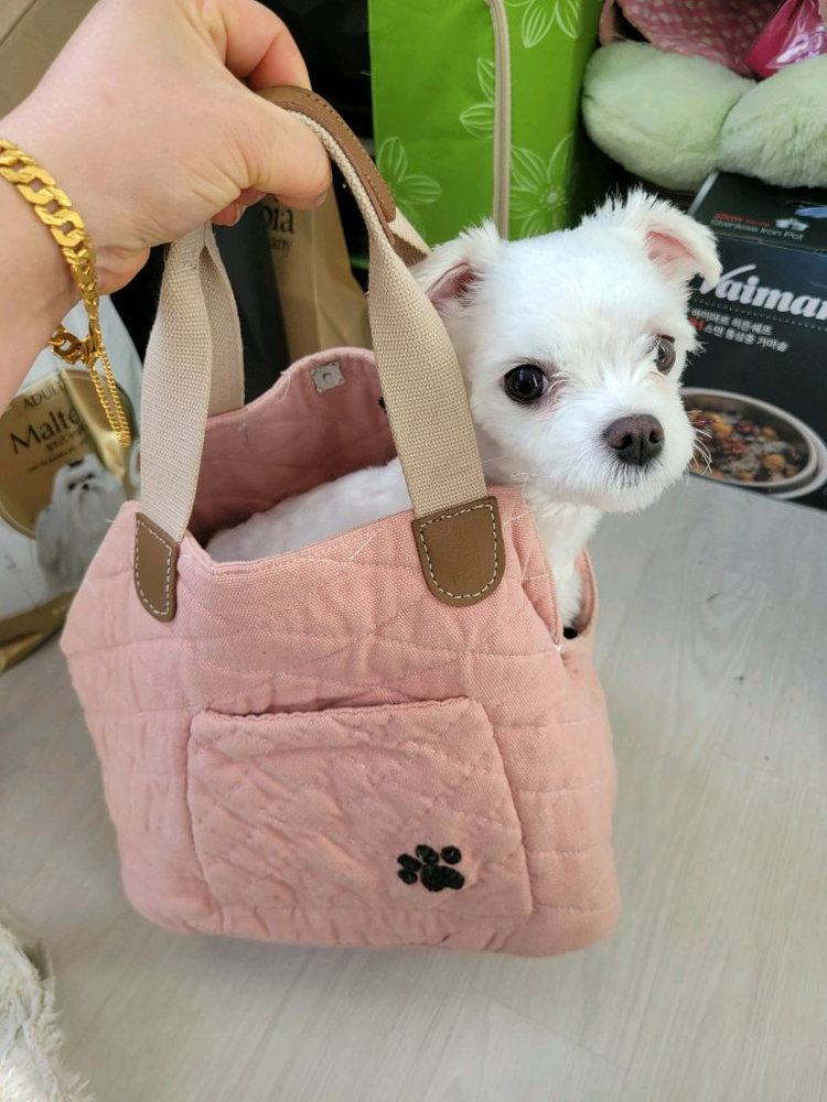 강아지 보행가방 3키로미만--0