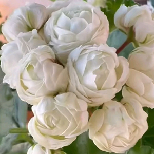 제라늄 프린스구스타프