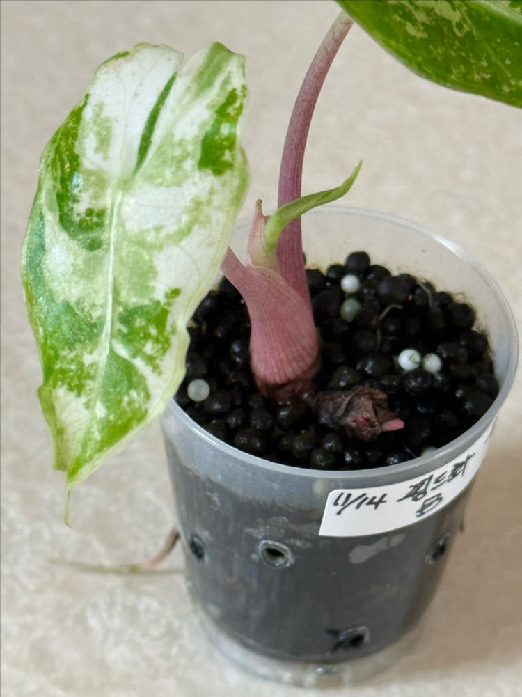 알로카시아 핑크드레곤 화이트 바리에가타--1