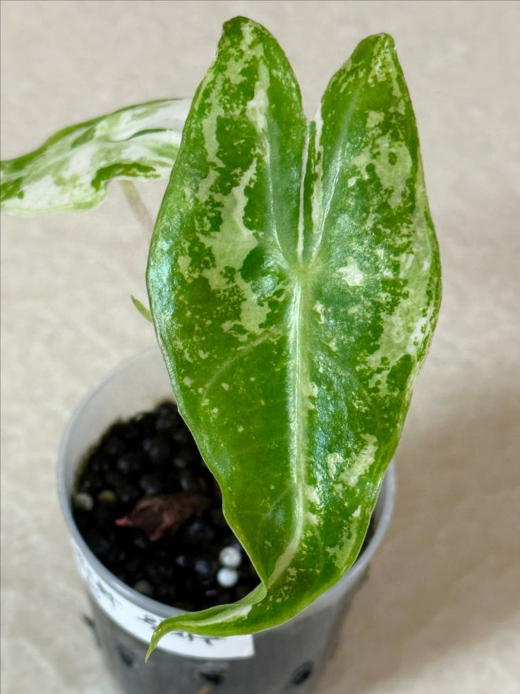 알로카시아 핑크드레곤 화이트 바리에가타--2