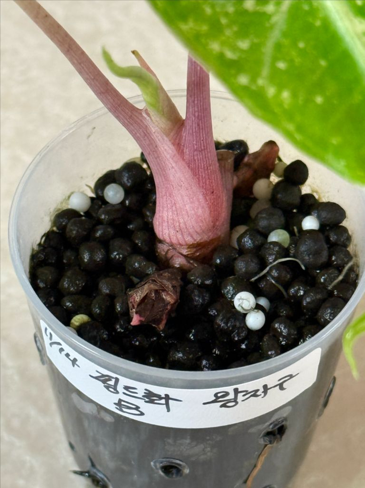 알로카시아 핑크드레곤 화이트 바리에가타--3