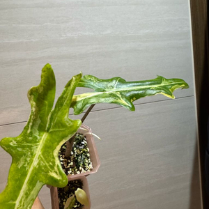 알로카시아 포르테이 바리에가타(고스트 자구묘 서비스+1)