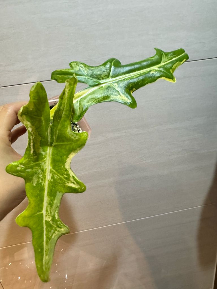 알로카시아 포르테이 바리에가타(고스트 자구묘 서비스+1)--1