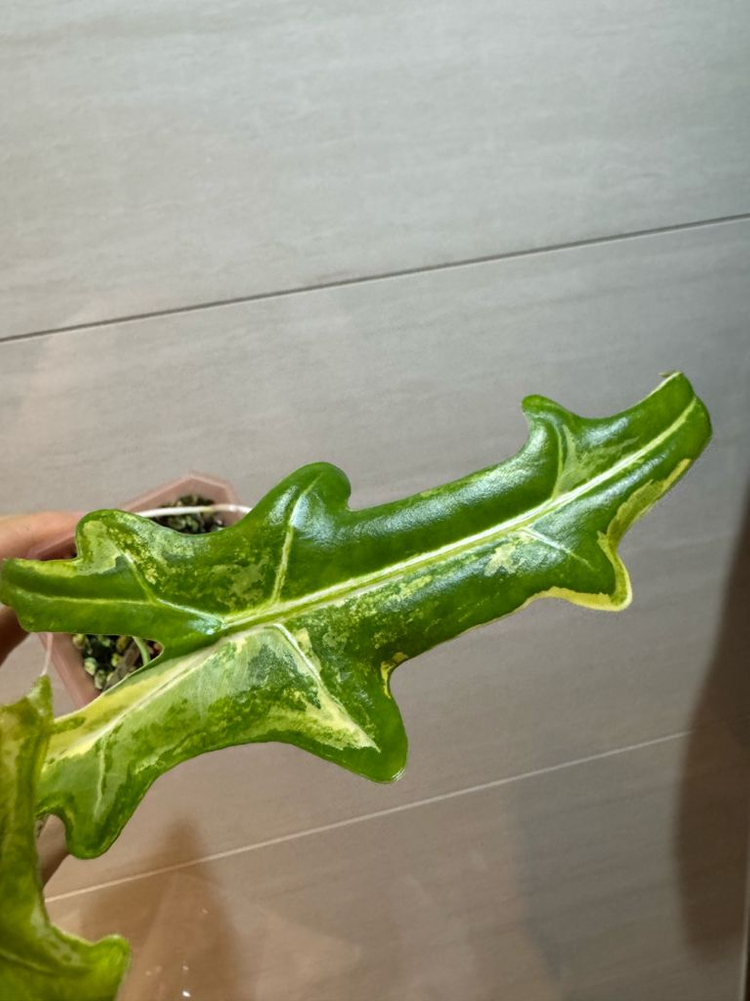 알로카시아 포르테이 바리에가타(고스트 자구묘 서비스+1)--2