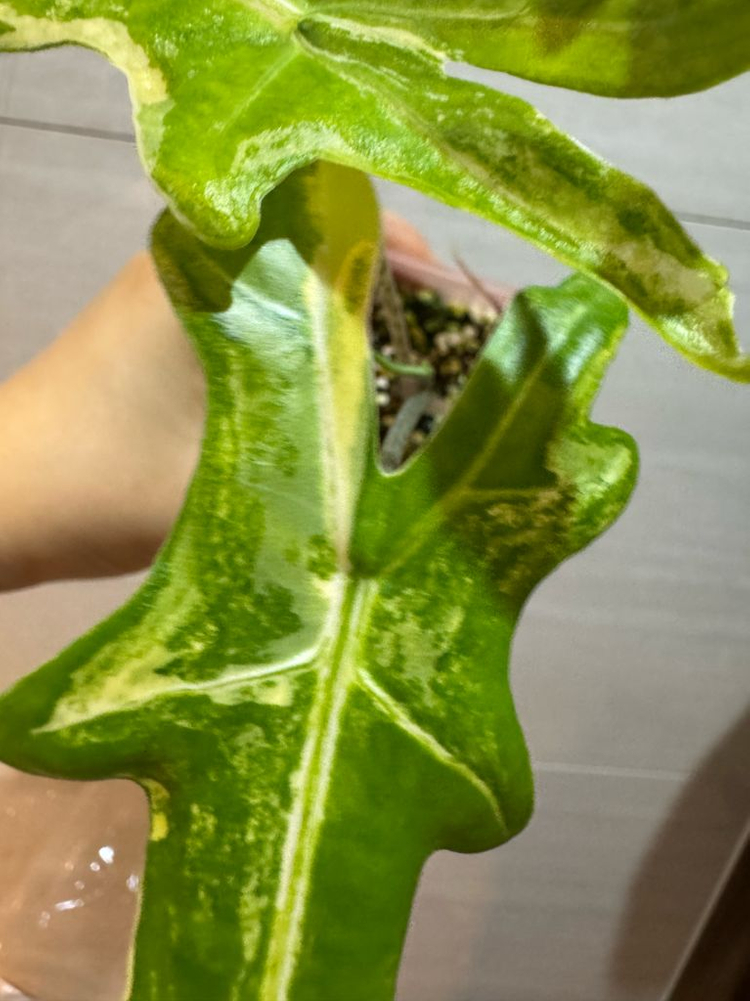 알로카시아 포르테이 바리에가타(고스트 자구묘 서비스+1)--3