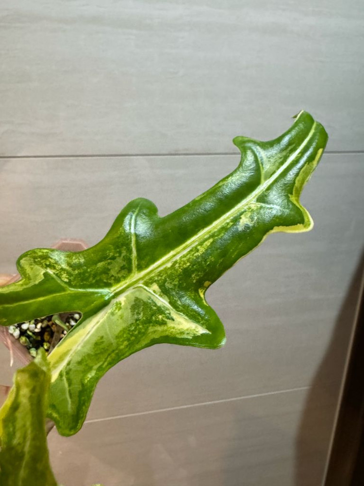 알로카시아 포르테이 바리에가타(고스트 자구묘 서비스+1)--7