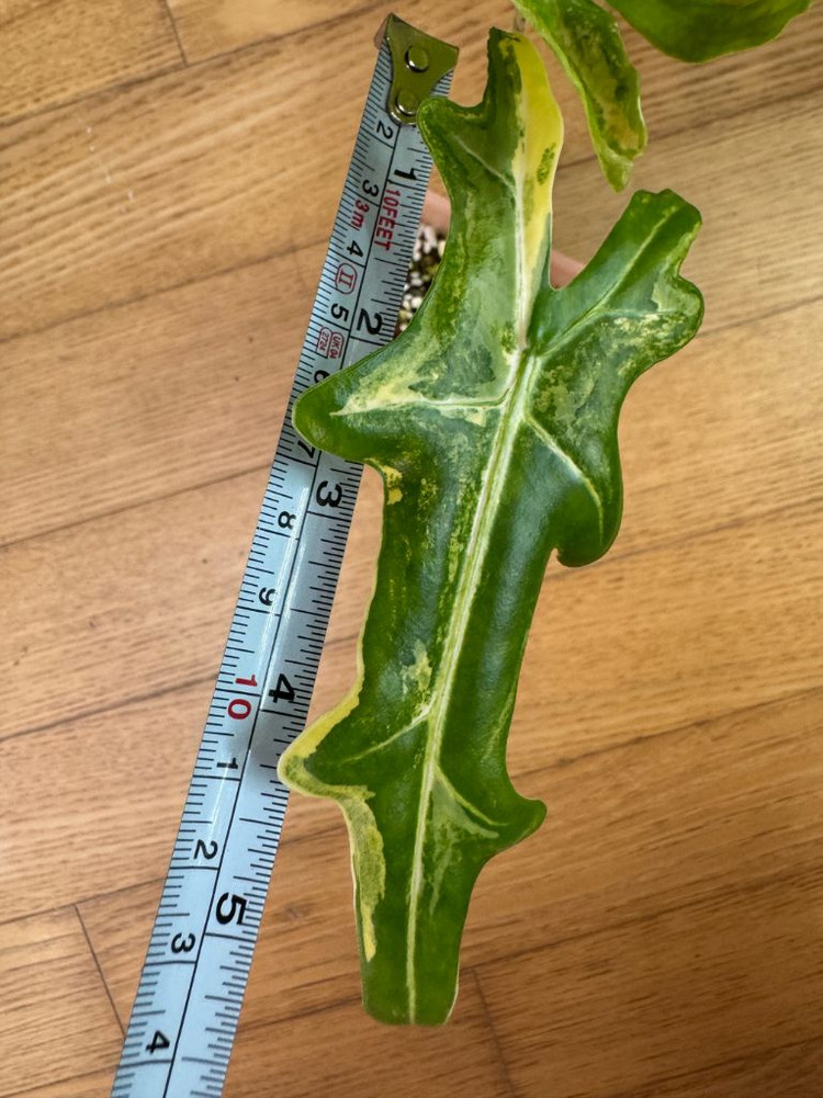 알로카시아 포르테이 바리에가타(고스트 자구묘 서비스+1)--8