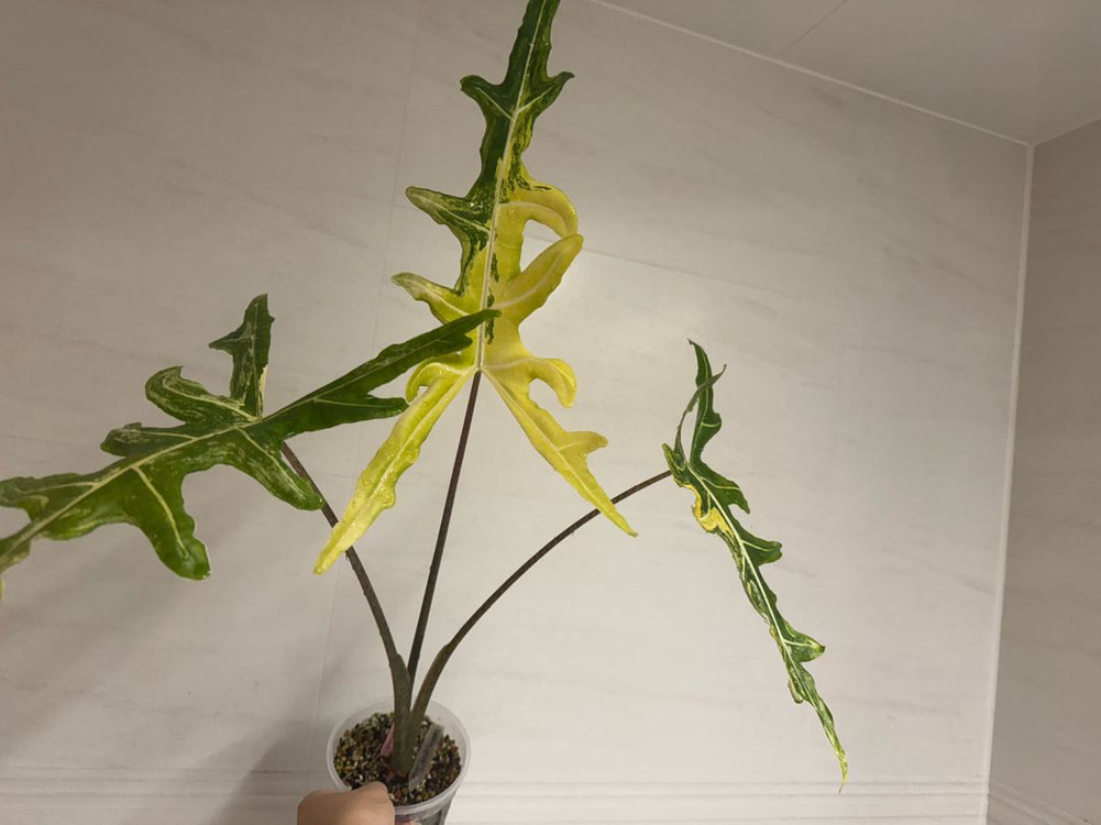 알로카시아 포르테이 바리에가타(고스트 자구묘 서비스+1)--9