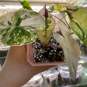 알로카시아 플럼배 니그라 바리에가타(자구+2생성중)