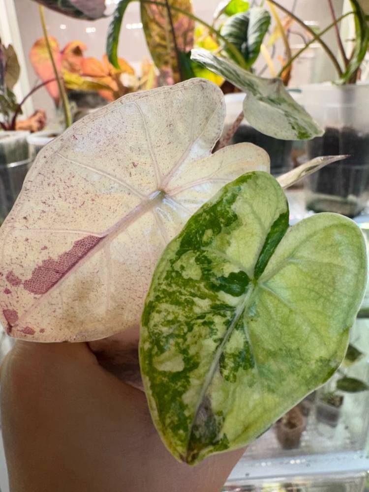 알로카시아 플럼배 니그라 바리에가타(자구+2생성중)--1