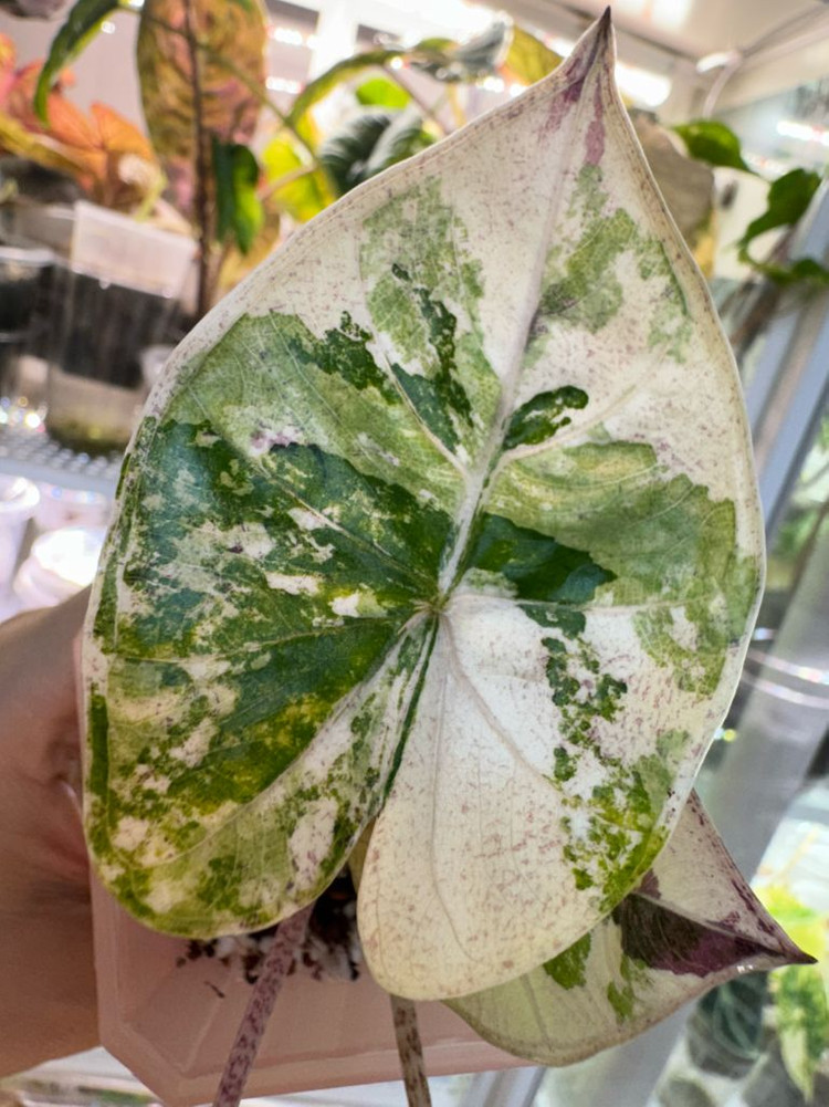 알로카시아 플럼배 니그라 바리에가타(자구+2생성중)--2